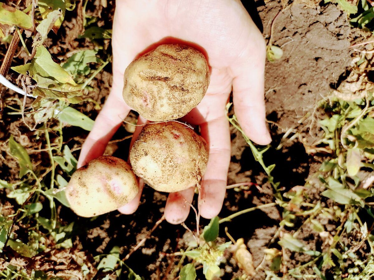 Назвали овочі, з якими не можна зберігати картоплю