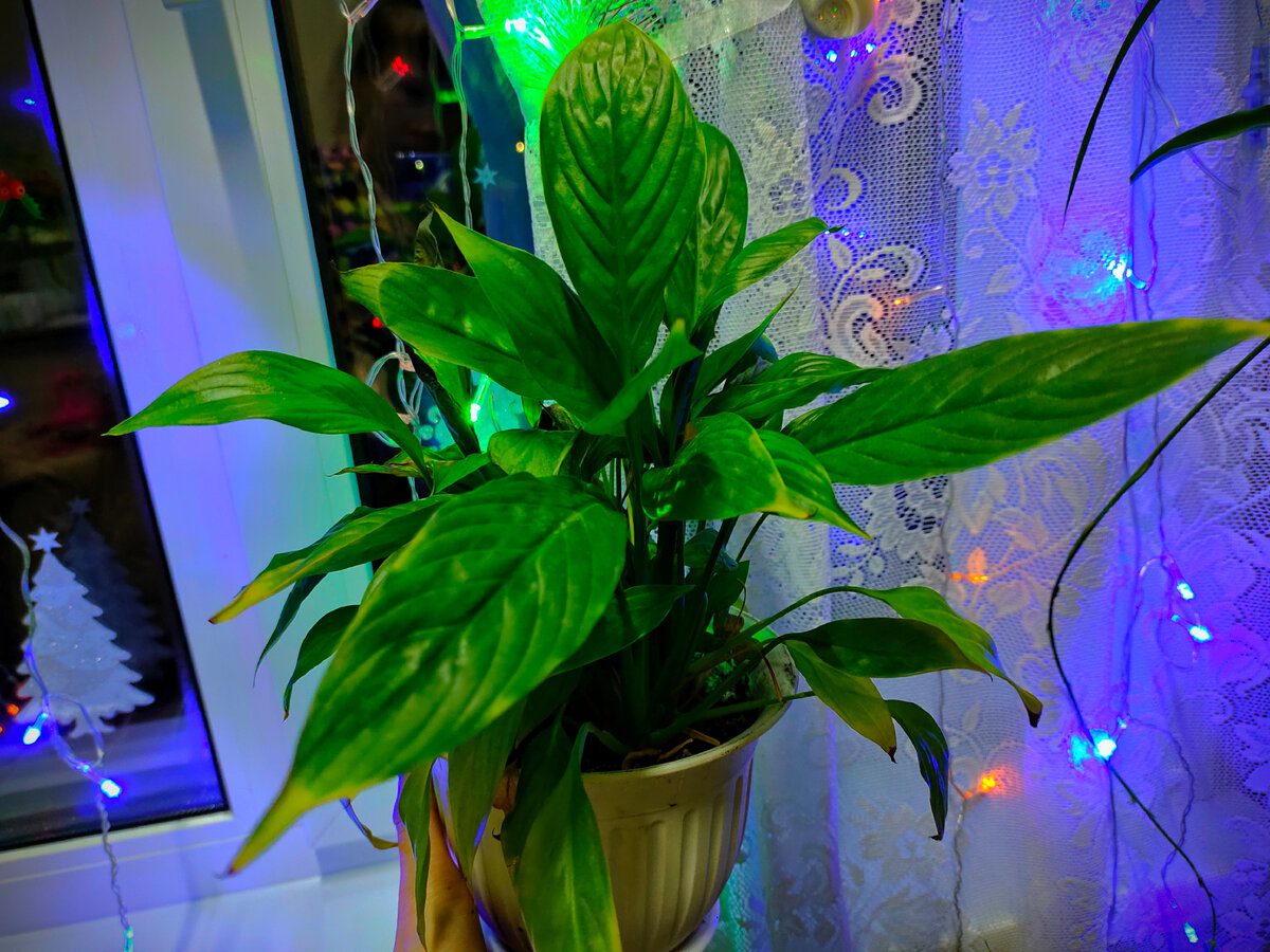 Експерти розповіли, як покращити цвітіння спатифілума та яке добриво для цього використовувати