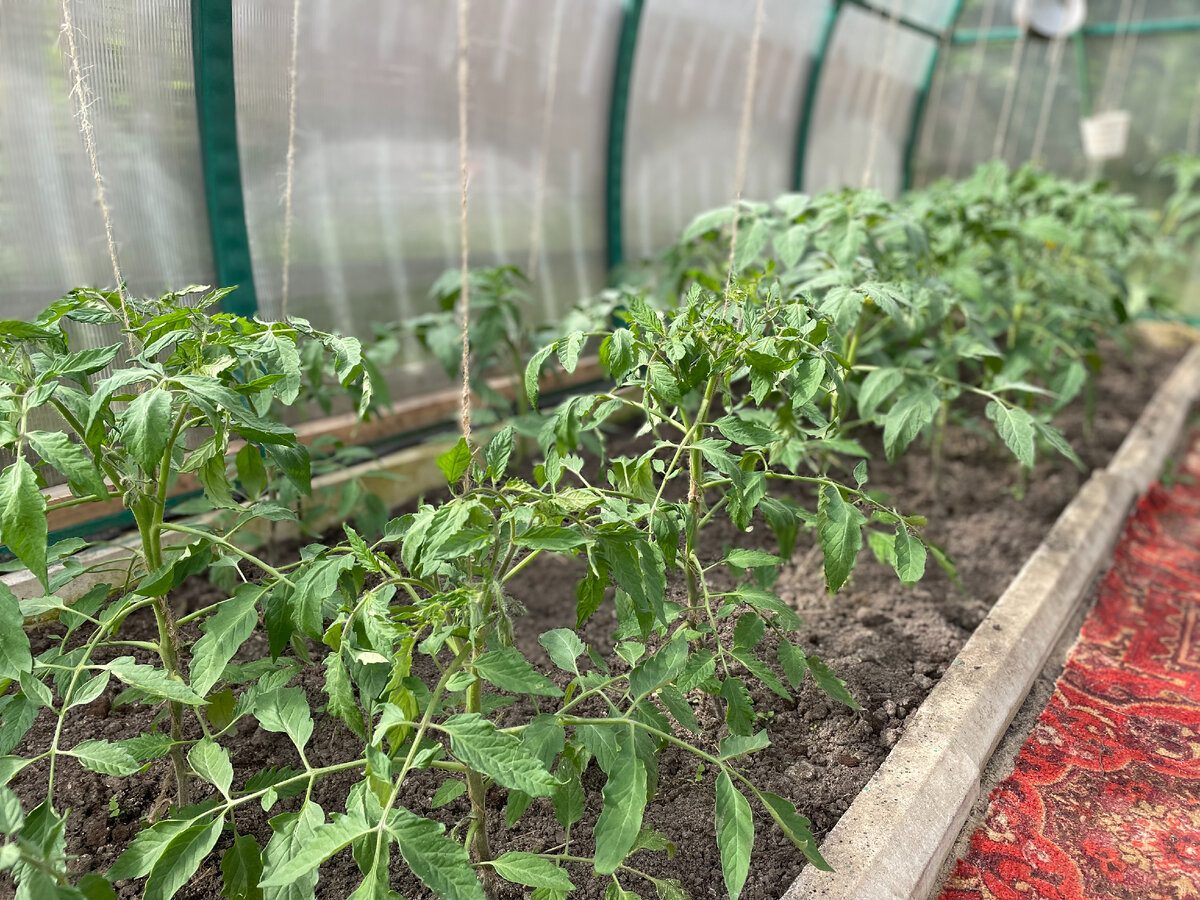 Експерти розповіли, як покращити ріст томатів та продовжити їхнє плодоношення у вересні