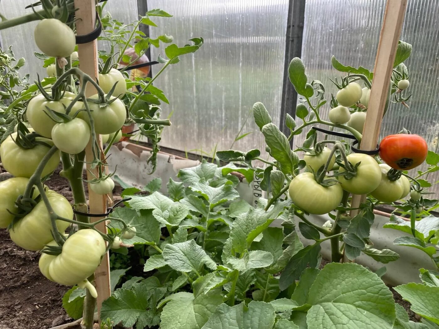 Експерти розповіли, який сорт томатів найкраще обирати для посадки у відкритому ґрунті