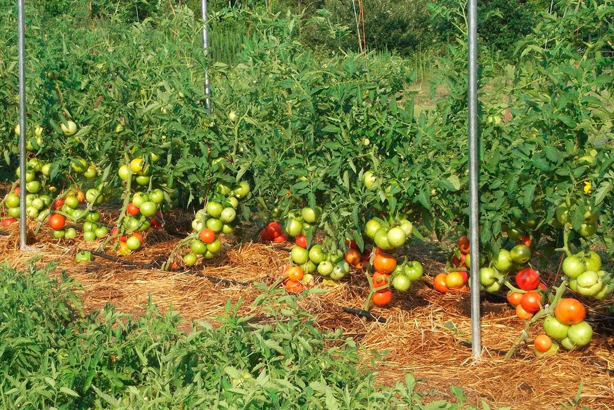 Експерти розповіли, як покращити ріст томатів та продовжити їхнє плодоношення у вересні