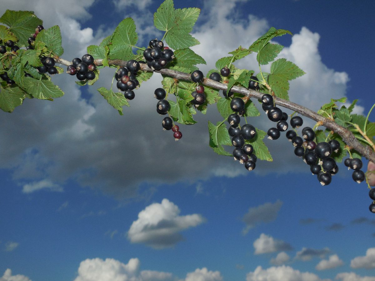 Експерти розповіли, як підготувати смородину до зими та покращити врожайність через рік