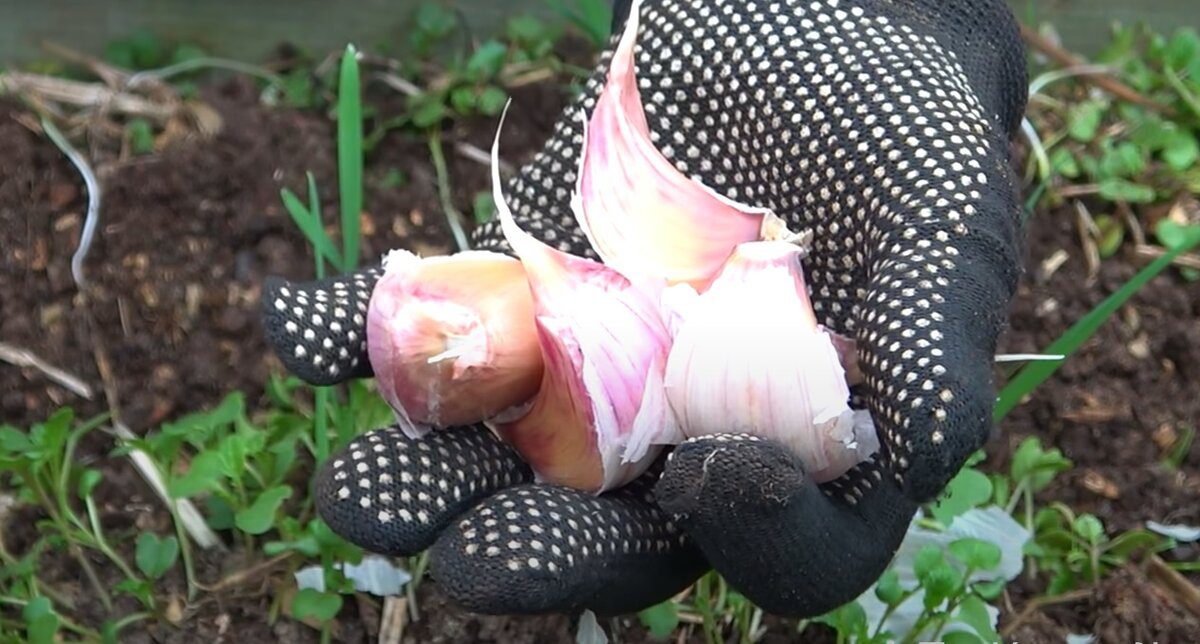 Експерти розповіли, як посадити озимий часник на ділянці без зайвого клопоту – експертні поради