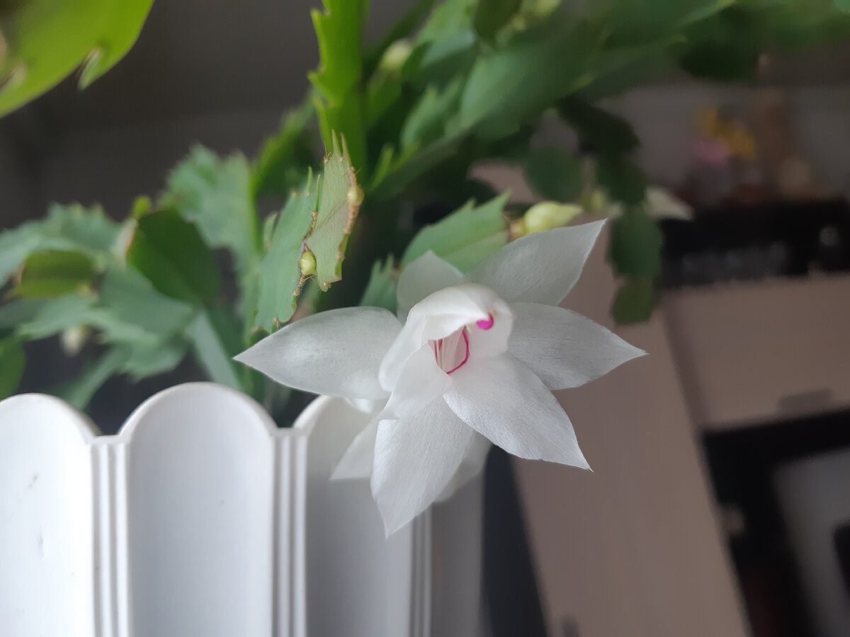 Експерти розповіли, яке добриво допоможе покращити цвітіння кімнатного декабриста