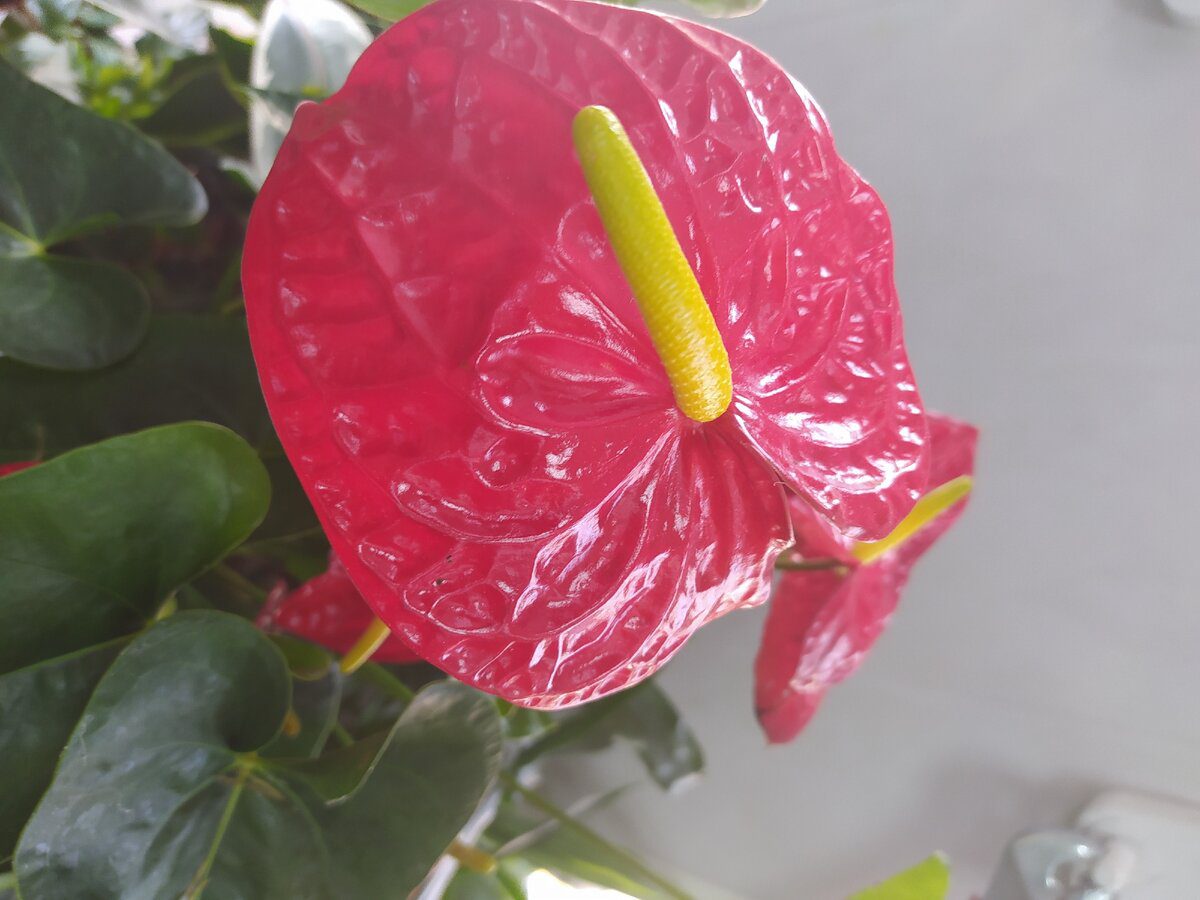 Експерти розповіли, яке добриво найкраще використовувати для антуріума – буде рясно цвісти