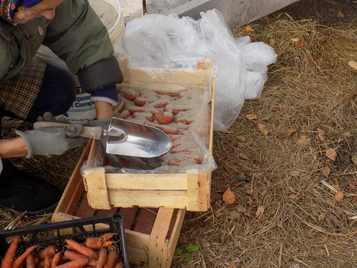 Експерти розповіли, як зберігати врожай моркви без погреба та без псування до самої весни
