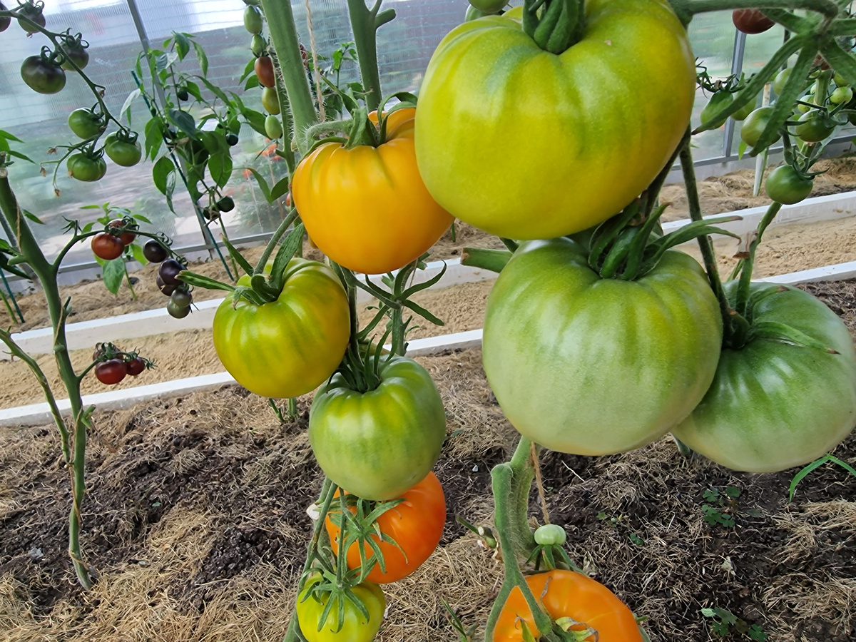 Експерти розповіли, який сорт томатів найкраще обирати для вирощування на своїй грядці