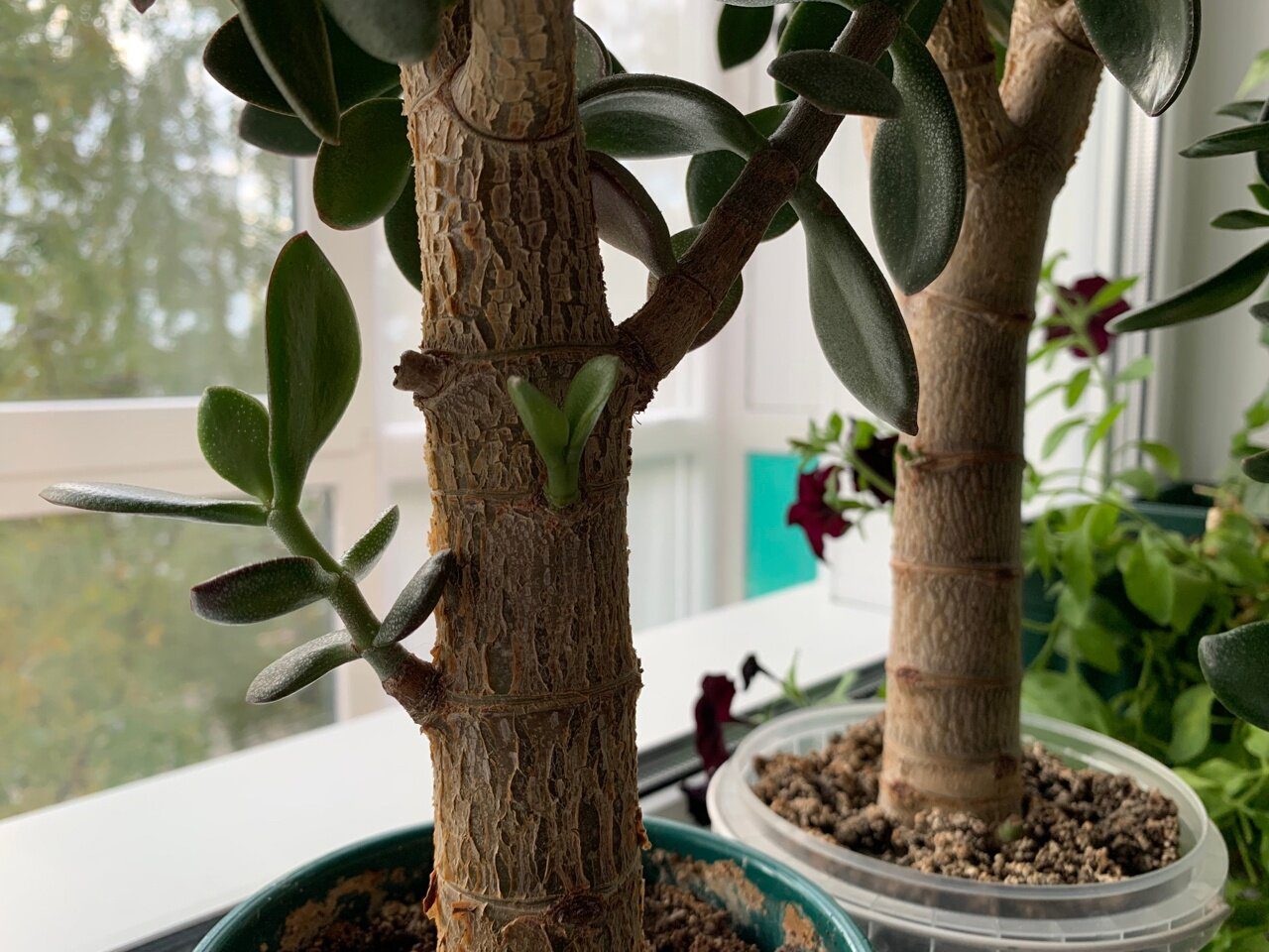 Експерти розповіли, яким способом можна покращити ріст і розвиток грошового дерева