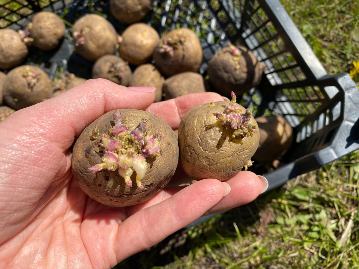 Експерти розповіли, як висаджувати картоплю на ділянці для кращого та вищого врожаю