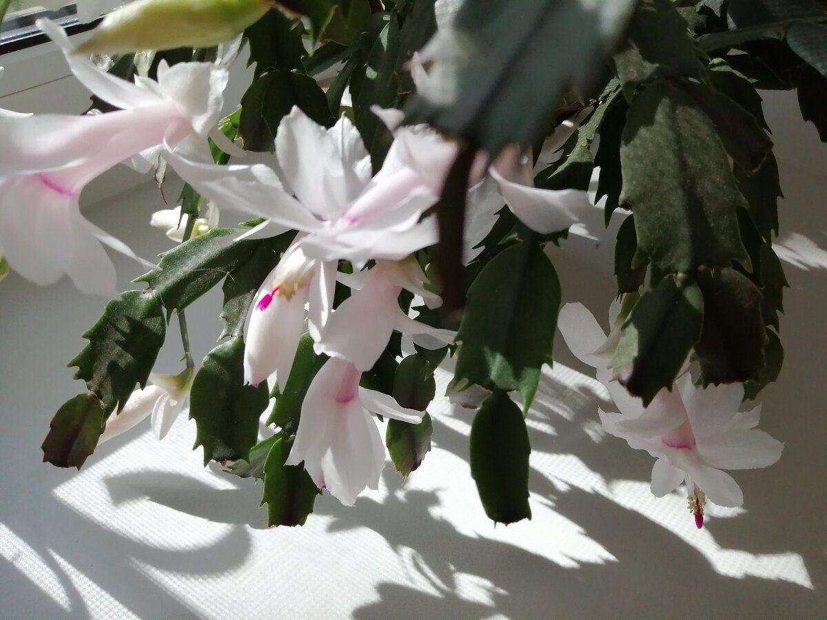 Помилки у догляді за різдвяником