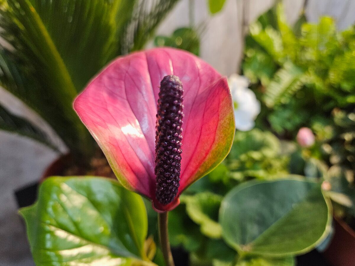 Експерти розповіли, яке добриво найкраще використовувати для антуріума – буде рясно цвісти