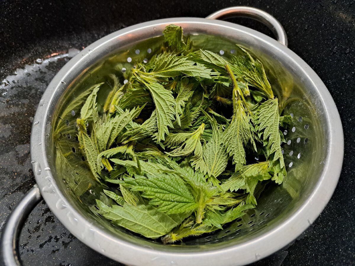 Експерти порадили вирощувати кропиву для натурального удобрення грядок на своїй ділянці