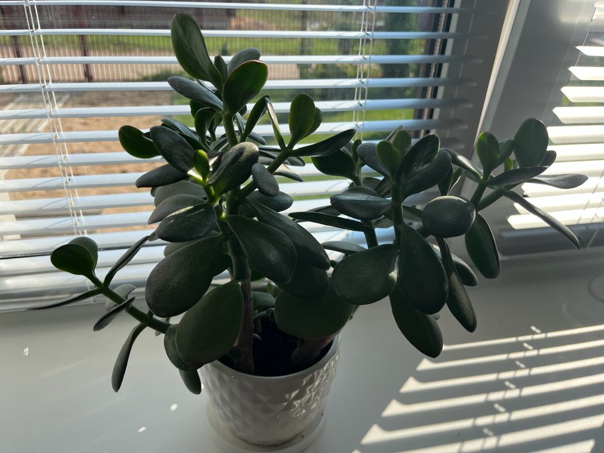 Експерти розповіли, яким способом можна покращити ріст і розвиток грошового дерева