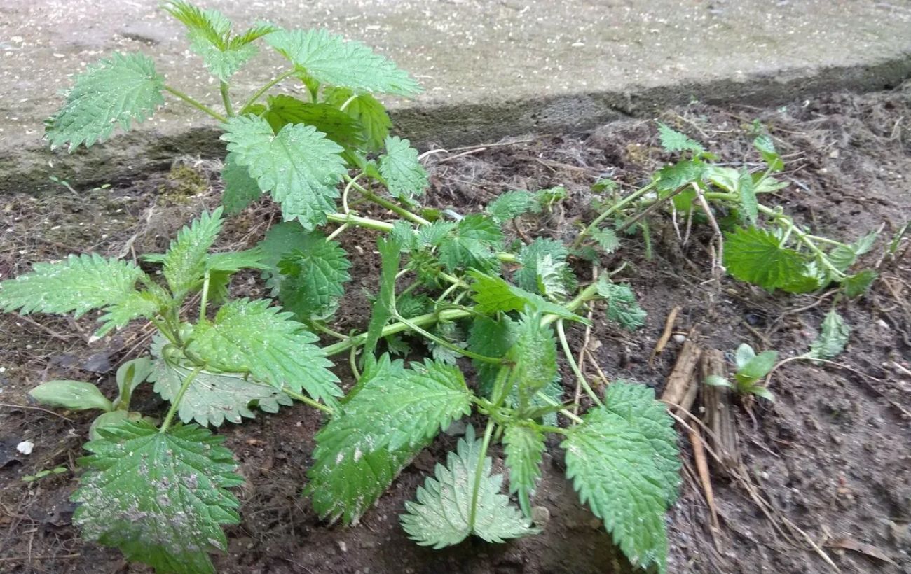Експерти порадили вирощувати кропиву для натурального удобрення грядок на своїй ділянці