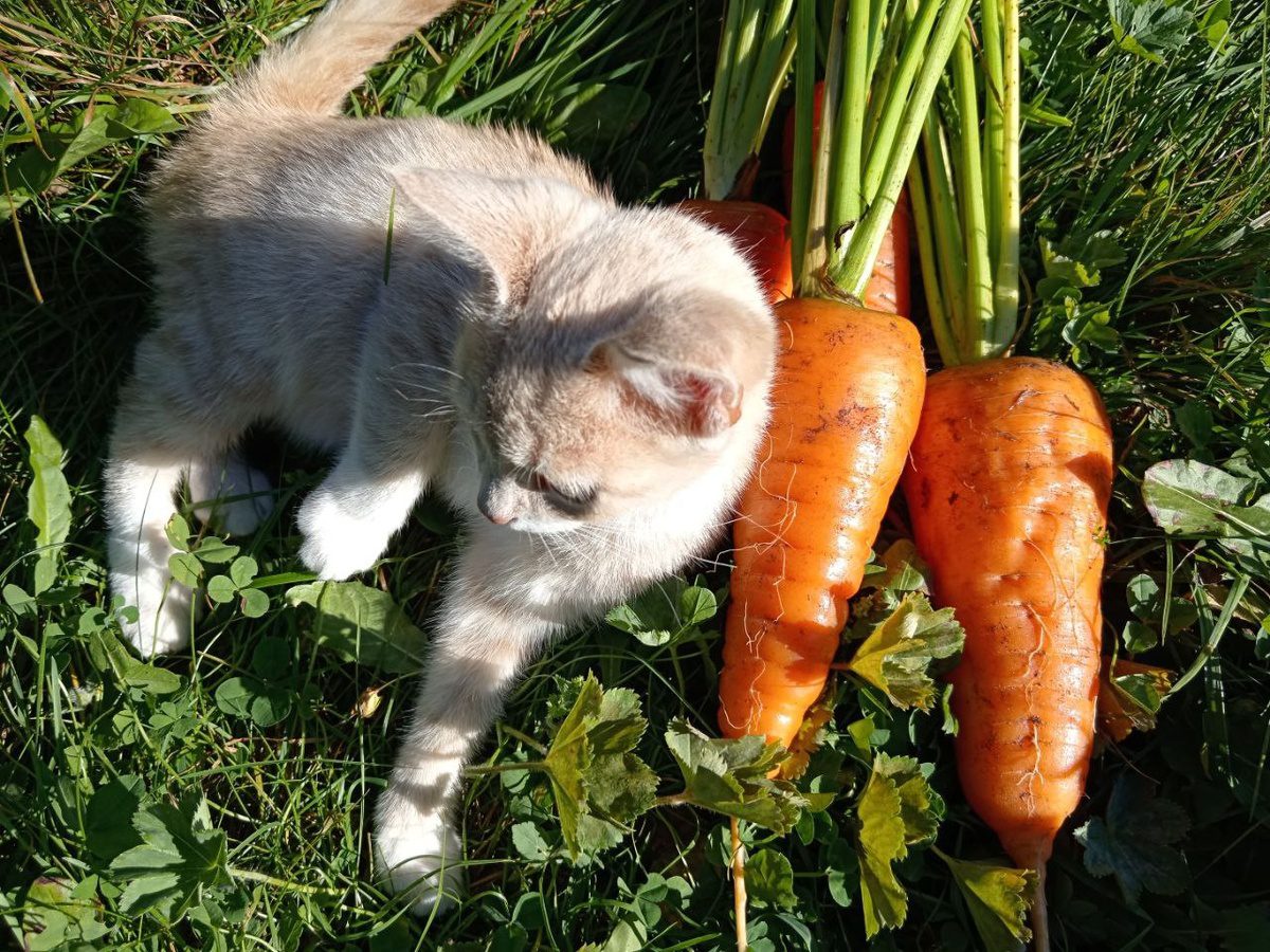 Як і чим удобрювати моркву на ділянці, аби покращити врожайність та смак коренеплодів
