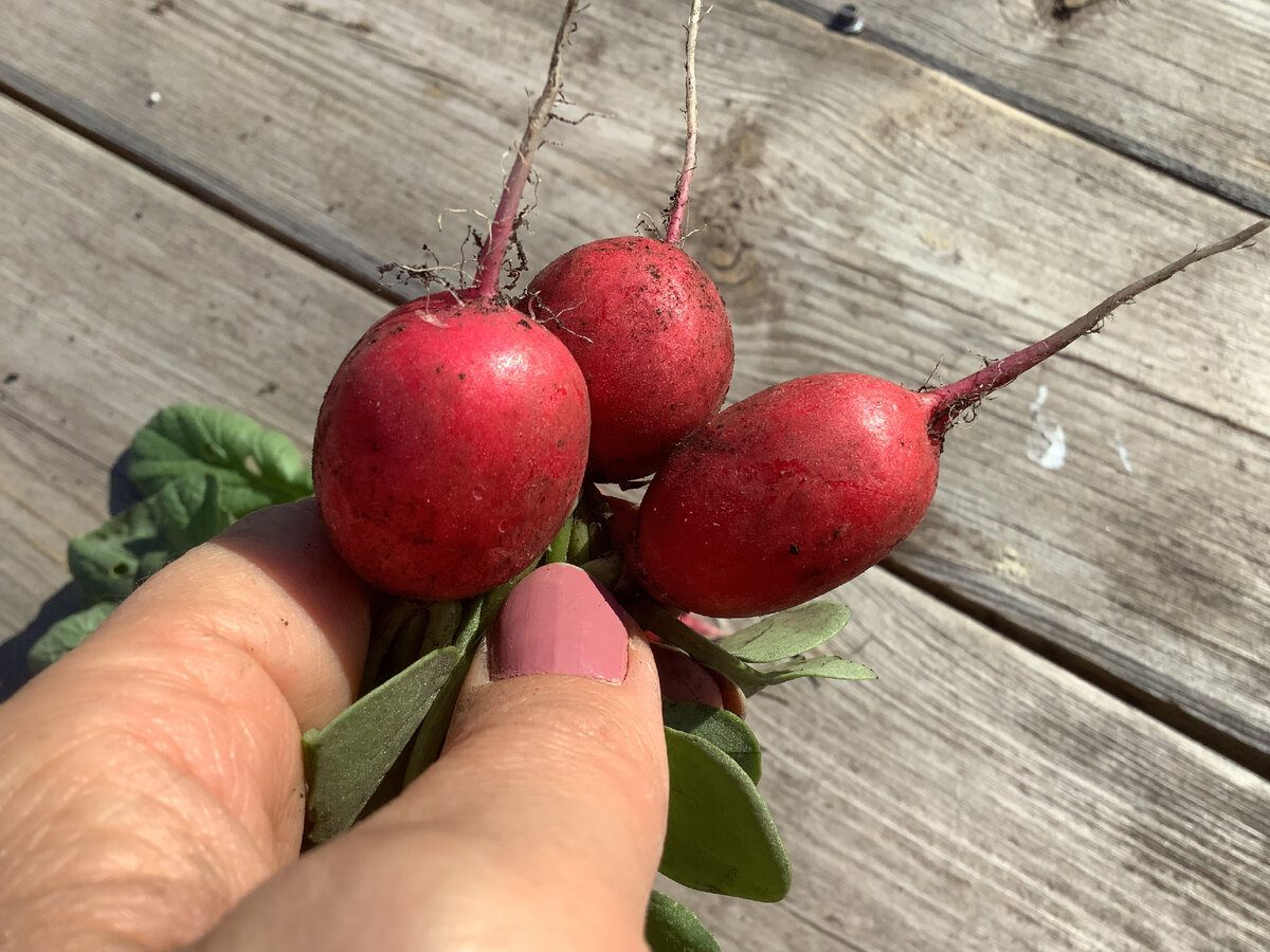 Експерти розповіли, які рослини можна посадити під зиму, аби вони дали кращий врожай