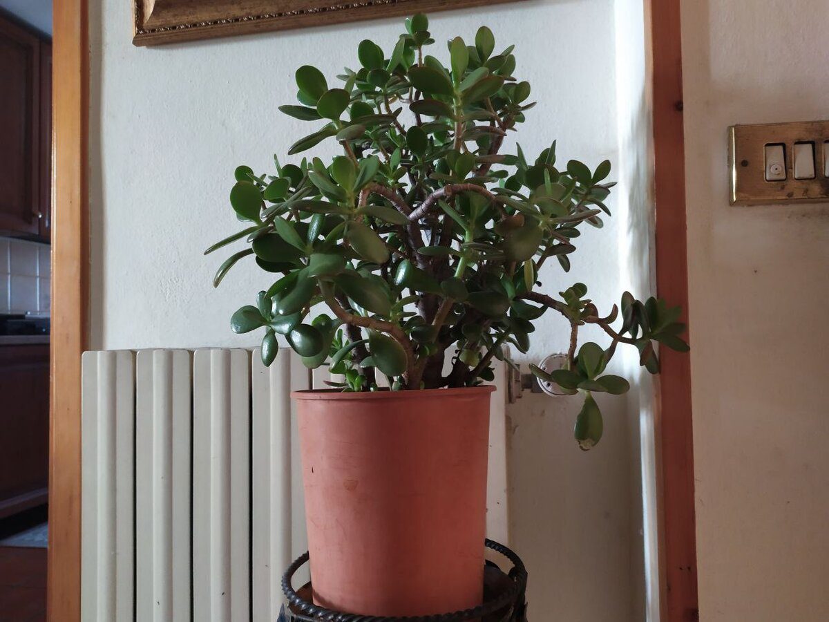 Експерти розповіли, як правильно обрізати товстянку для кращого росту зеленої маси рослини