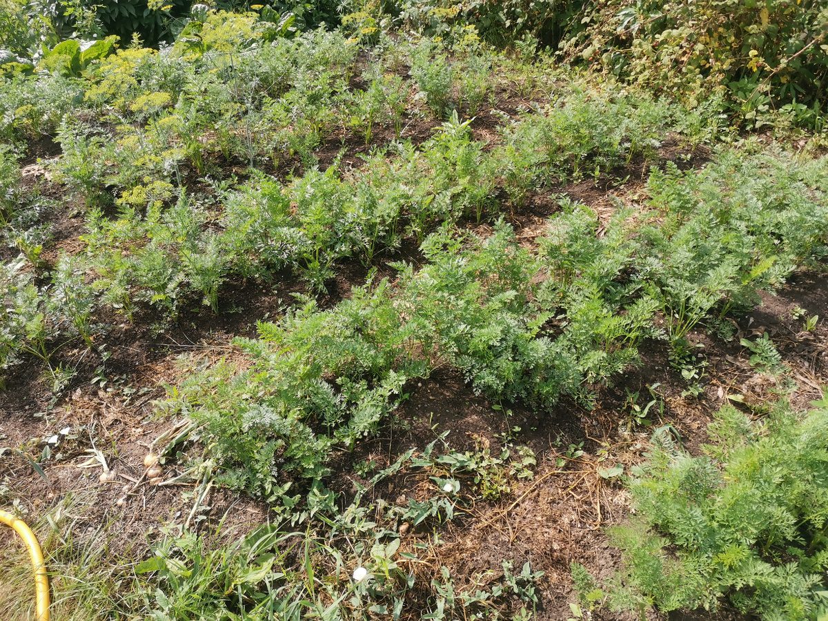 Коли найкраще садити моркву