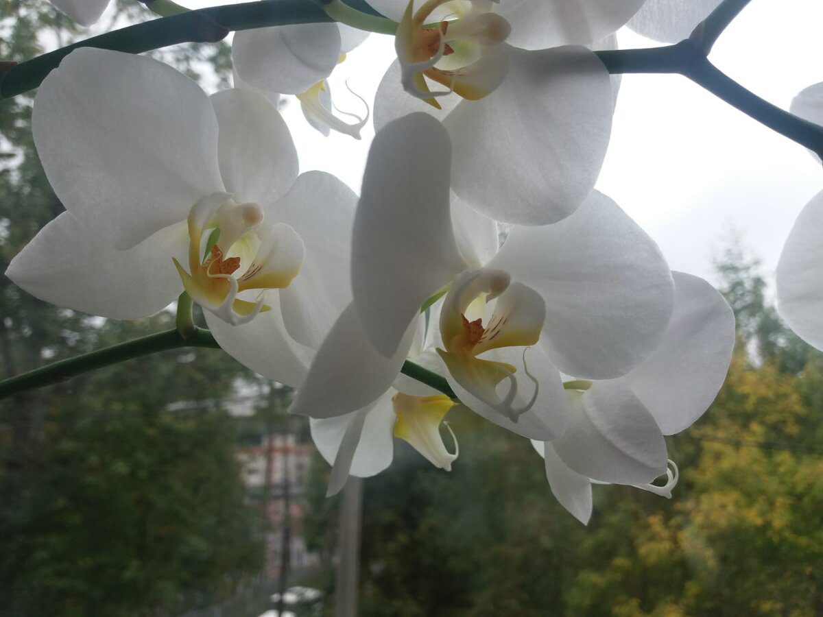 Експерти розповіли, як приготувати добриво для кімнатної квітки з цитрусових шкірок