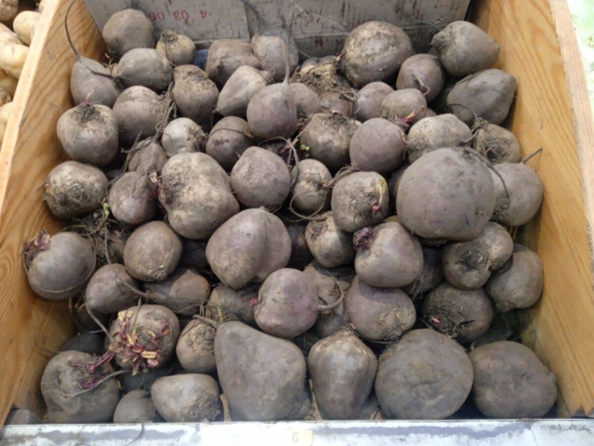 Як правильно садити буряк восени