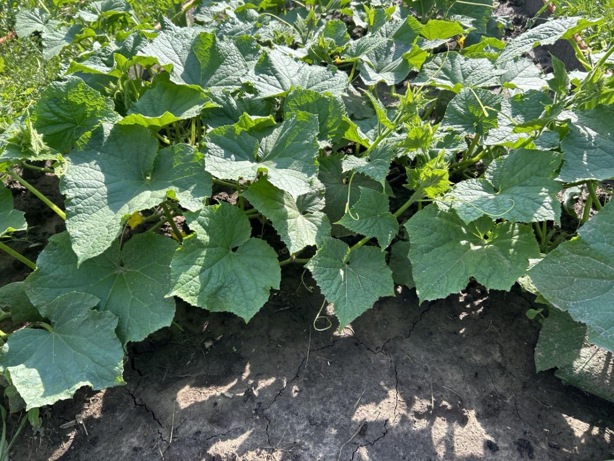 Городники розповіли, яке добриво у вересні допоможе покращити плодоношення огірків до морозів