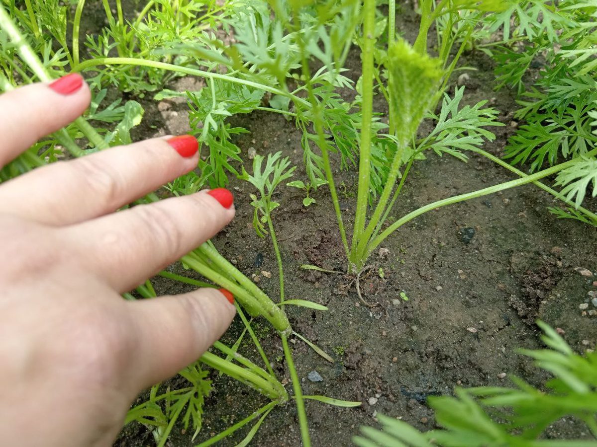 Як і чим удобрювати моркву на ділянці, аби покращити врожайність та смак коренеплодів