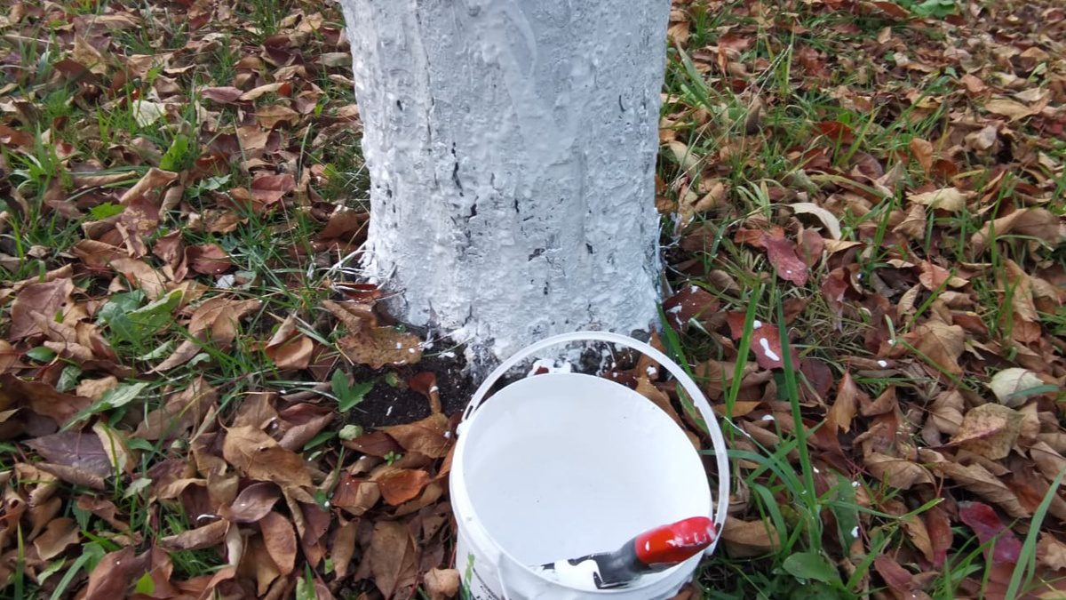 Експерти розповіли, як правильно білити дерева восени для покращення їхнього стану та здоров'я