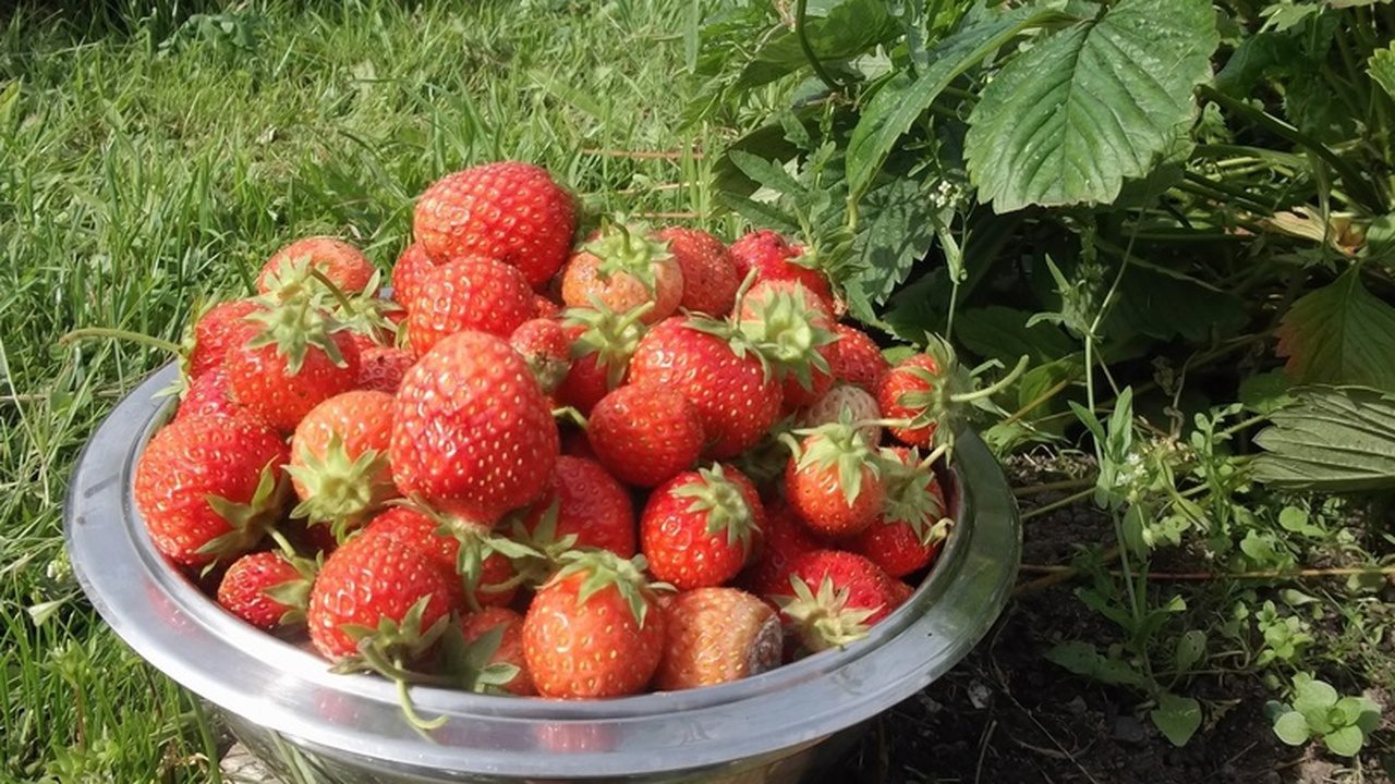 Садівники розповіли, яке домашнє добриво допоможе покращити врожайність полуниці в саду