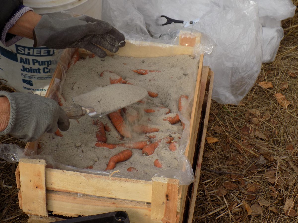 Городники розповіли про тонкощі зберігання моркви в піску без псування та втрати смаку