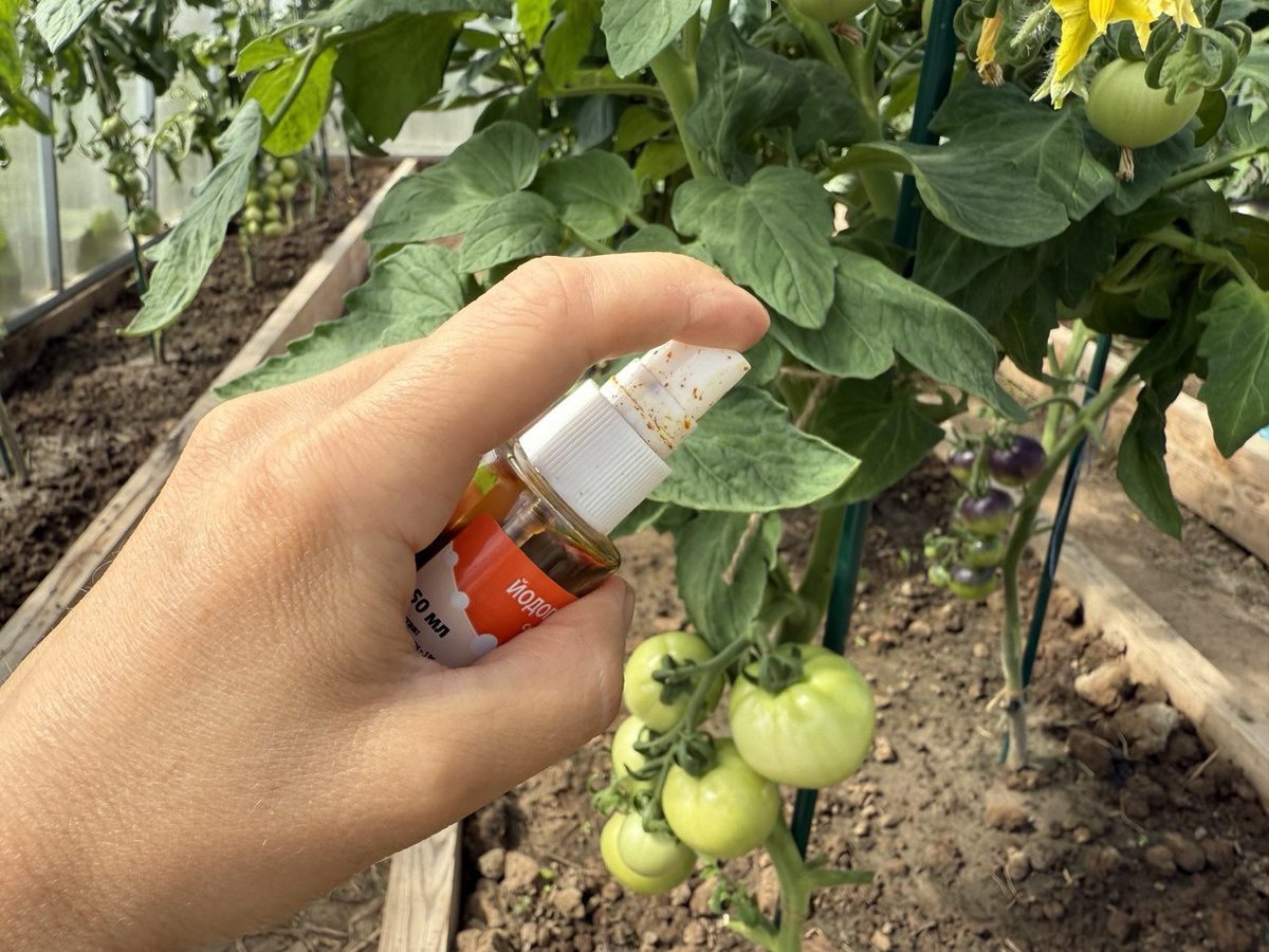 Експерти розповіли, як захистити грядку від фітофтори в бабине літо – корисна порада