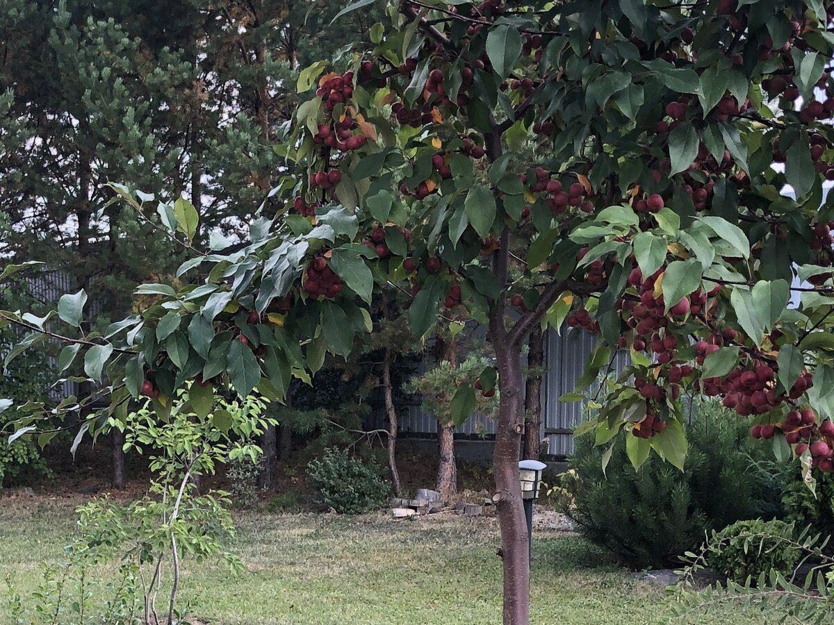 Експерти  розповіли, яке добриво допоможе покращити плодоношення яблуні та смак плодів