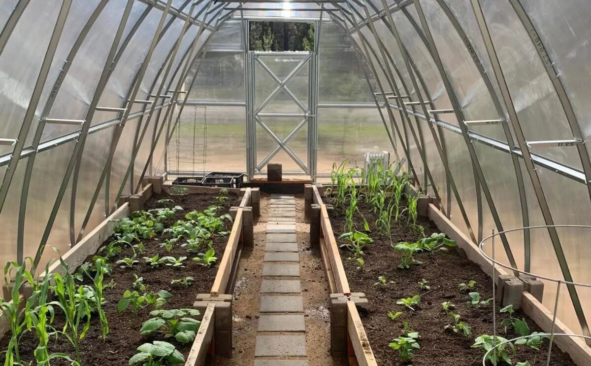 Експерти розповіли, як покращити врожайність у теплиці за допомогою простого лайфхаку