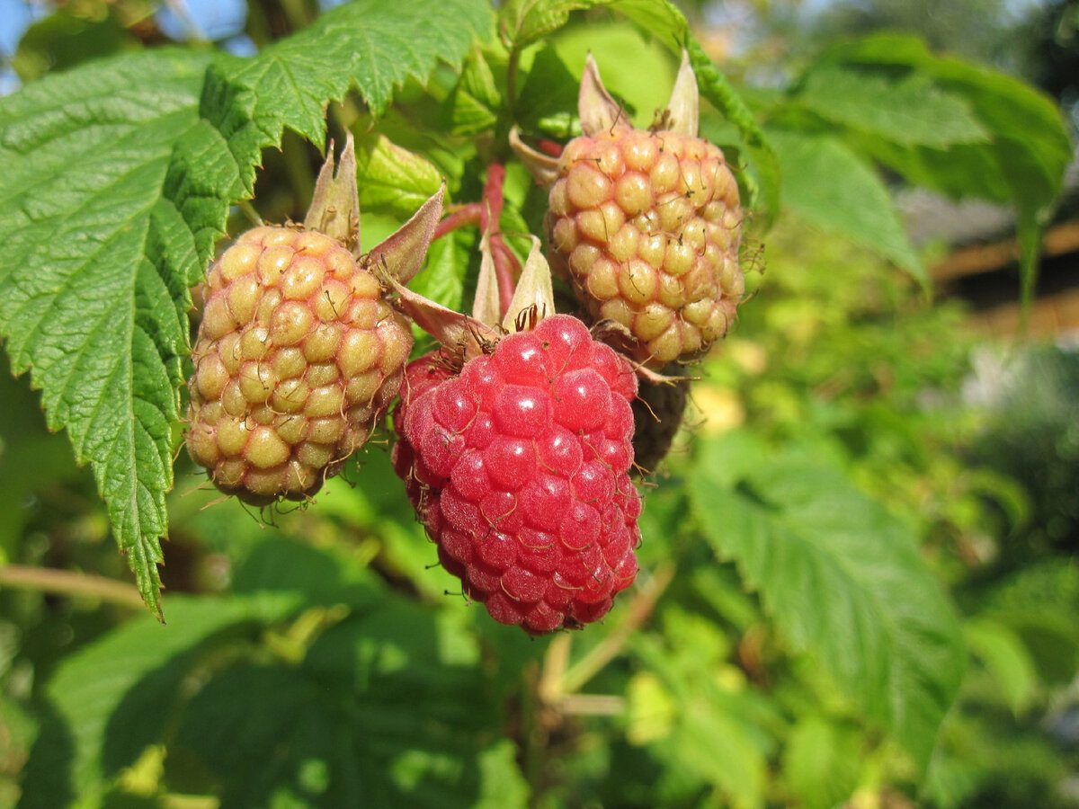 Добриво, що стимулює малину до росту великих плодів
