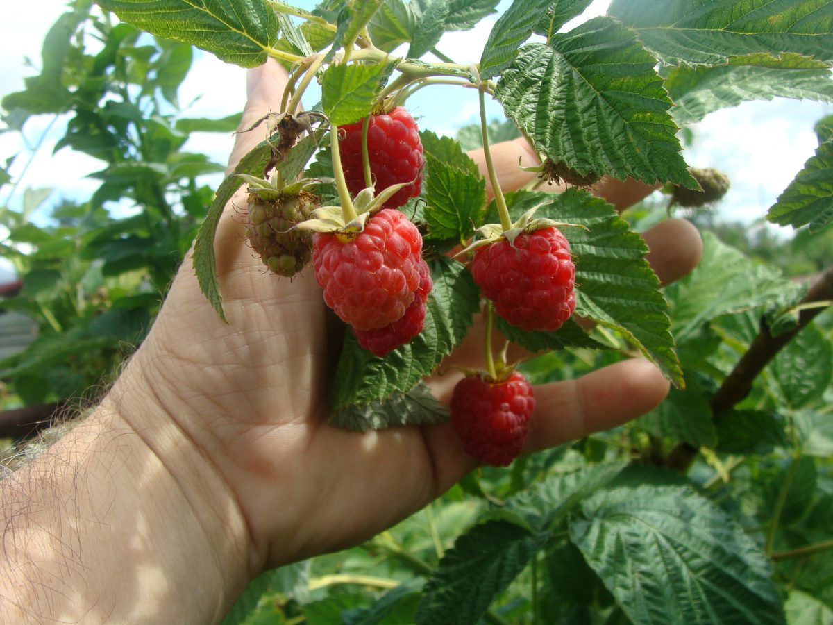 Садівники розповіли, як покращити врожайність малини за допомогою звичайних сірників