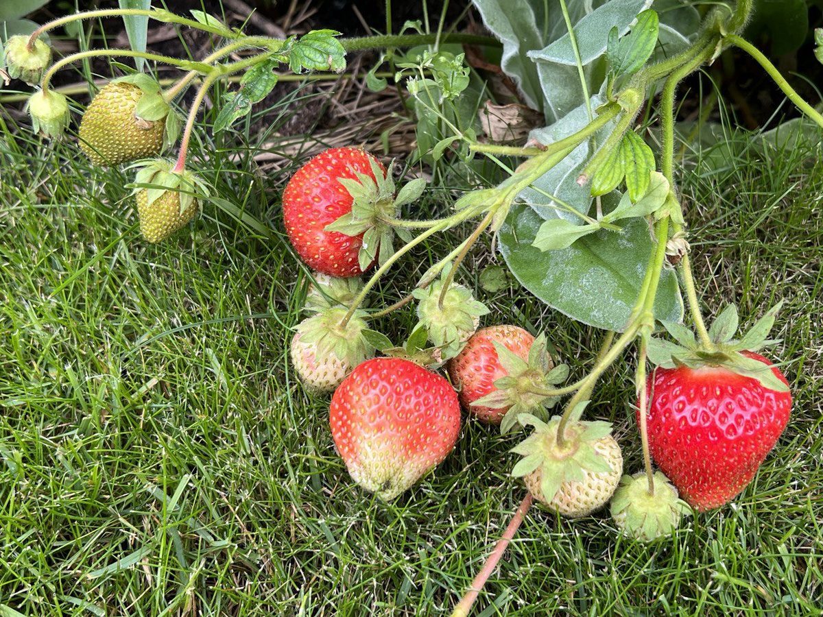 Садівники розповіли, яке домашнє добриво допоможе покращити врожайність полуниці в саду