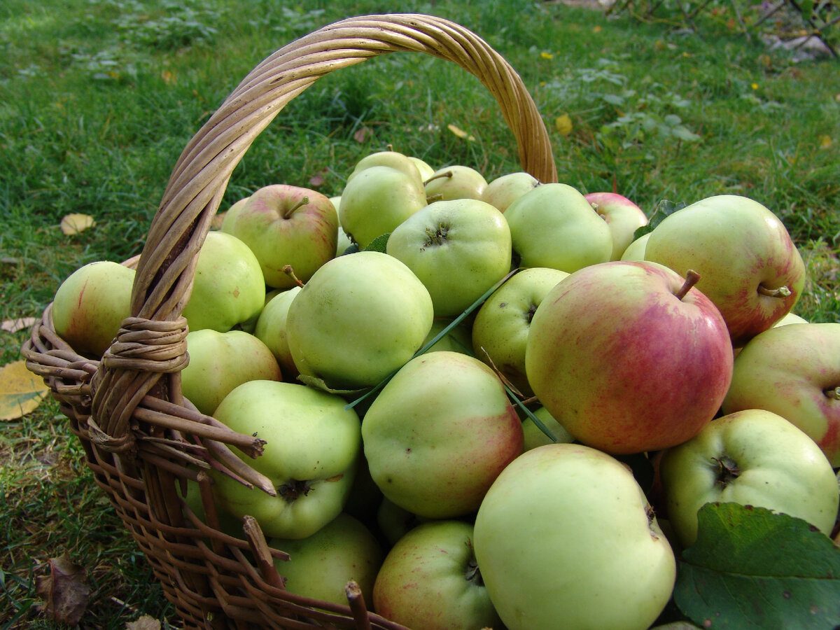 Який сорт яблук дає найбільший урожай