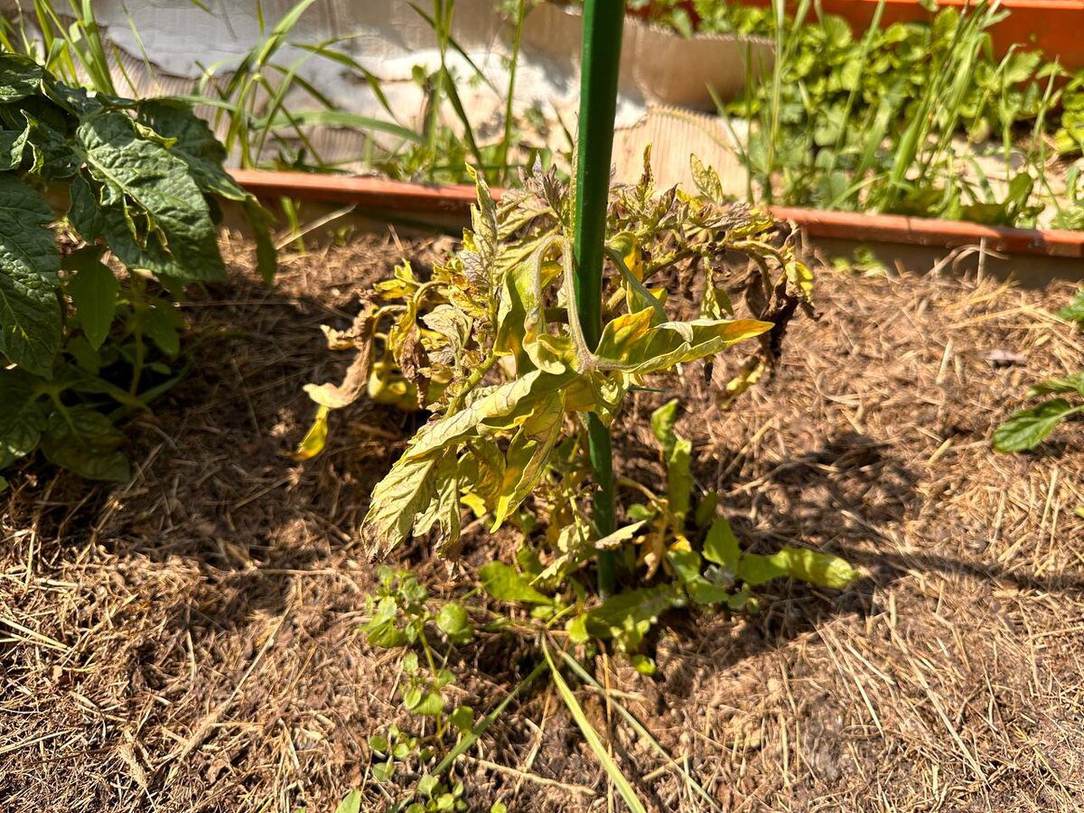 Експерти розповіли, як захистити грядку від фітофтори в бабине літо – корисна порада