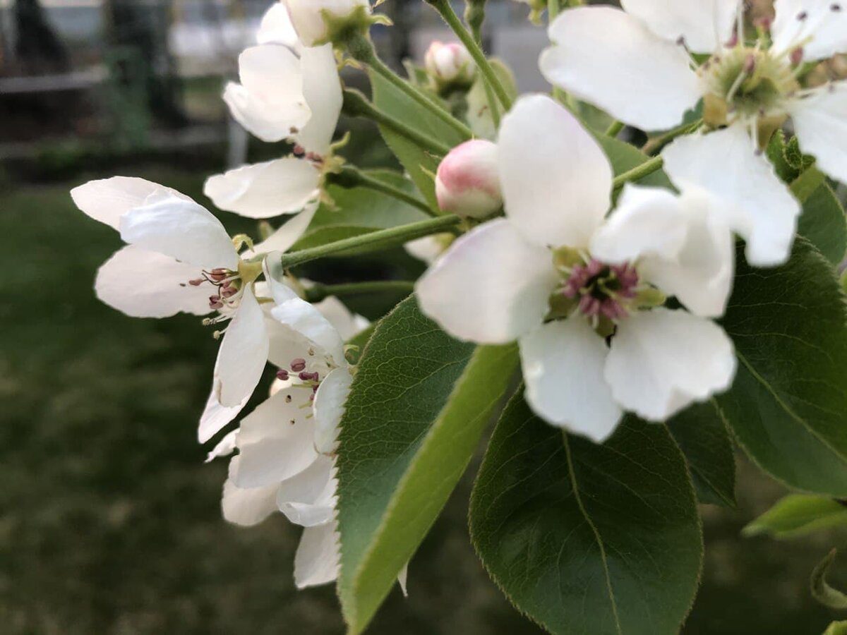 Експерти  розповіли, яке добриво допоможе покращити плодоношення яблуні та смак плодів