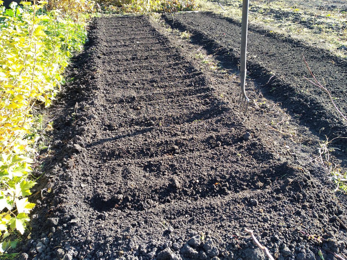 Чим удобрити город для кращої родючості