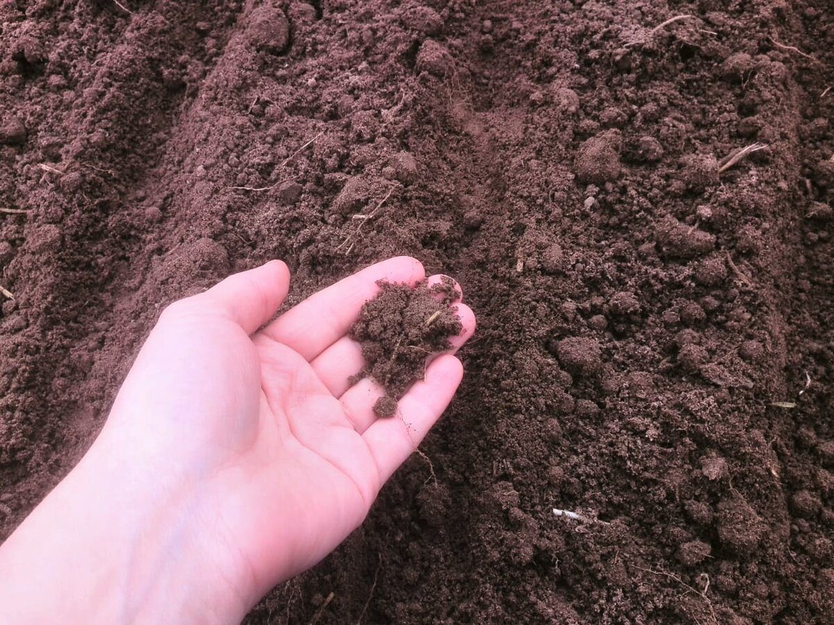 Експерти розповіли, як риб'яча голова допомагає відновити якість ґрунту на ділянці – секрет