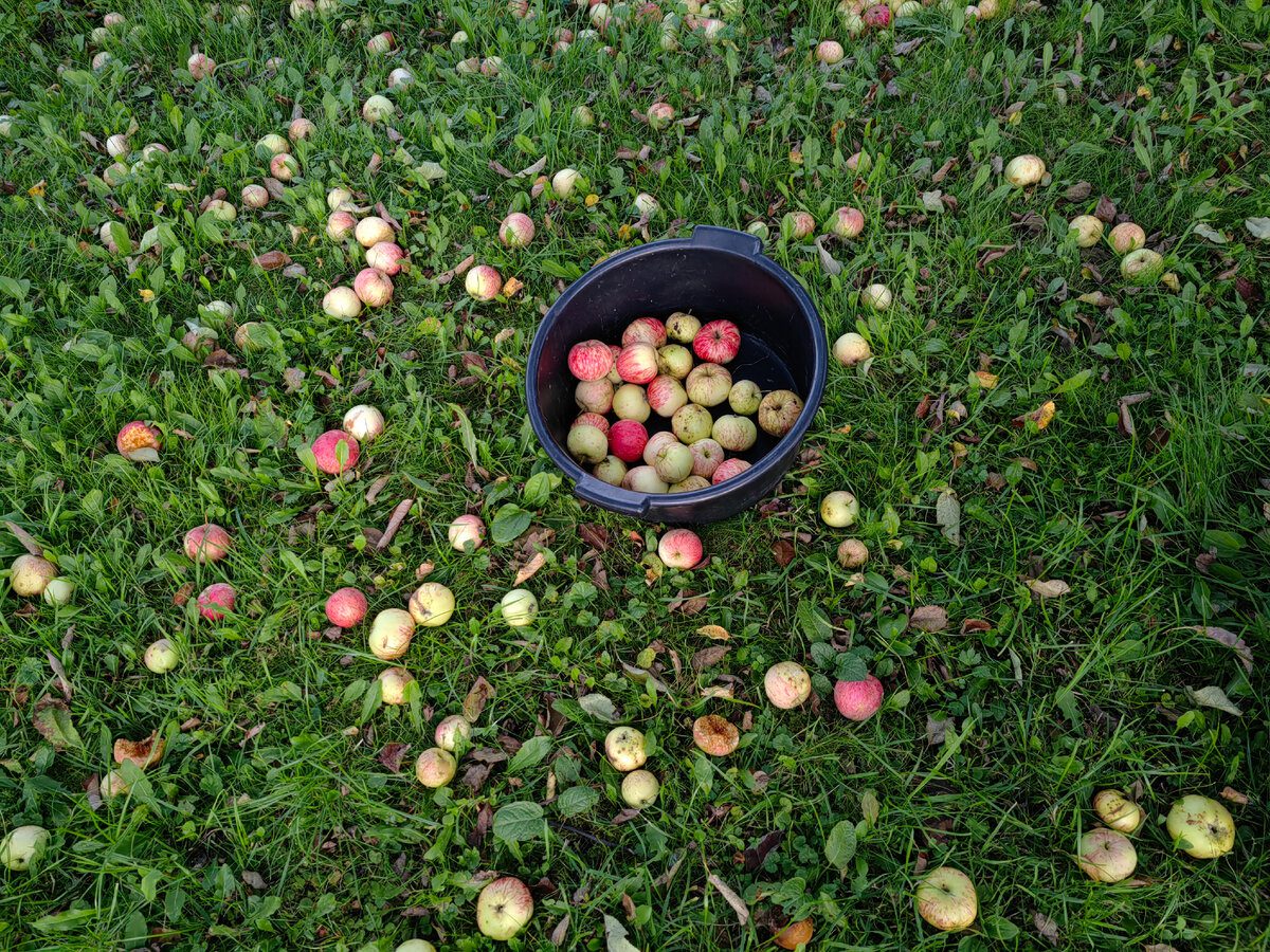 Експерти розповіли, чому насправді не можна залишати падалицю яблук під деревами