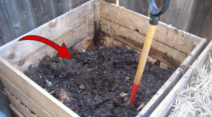 Городники показали, як прискорити дозрівання компосту