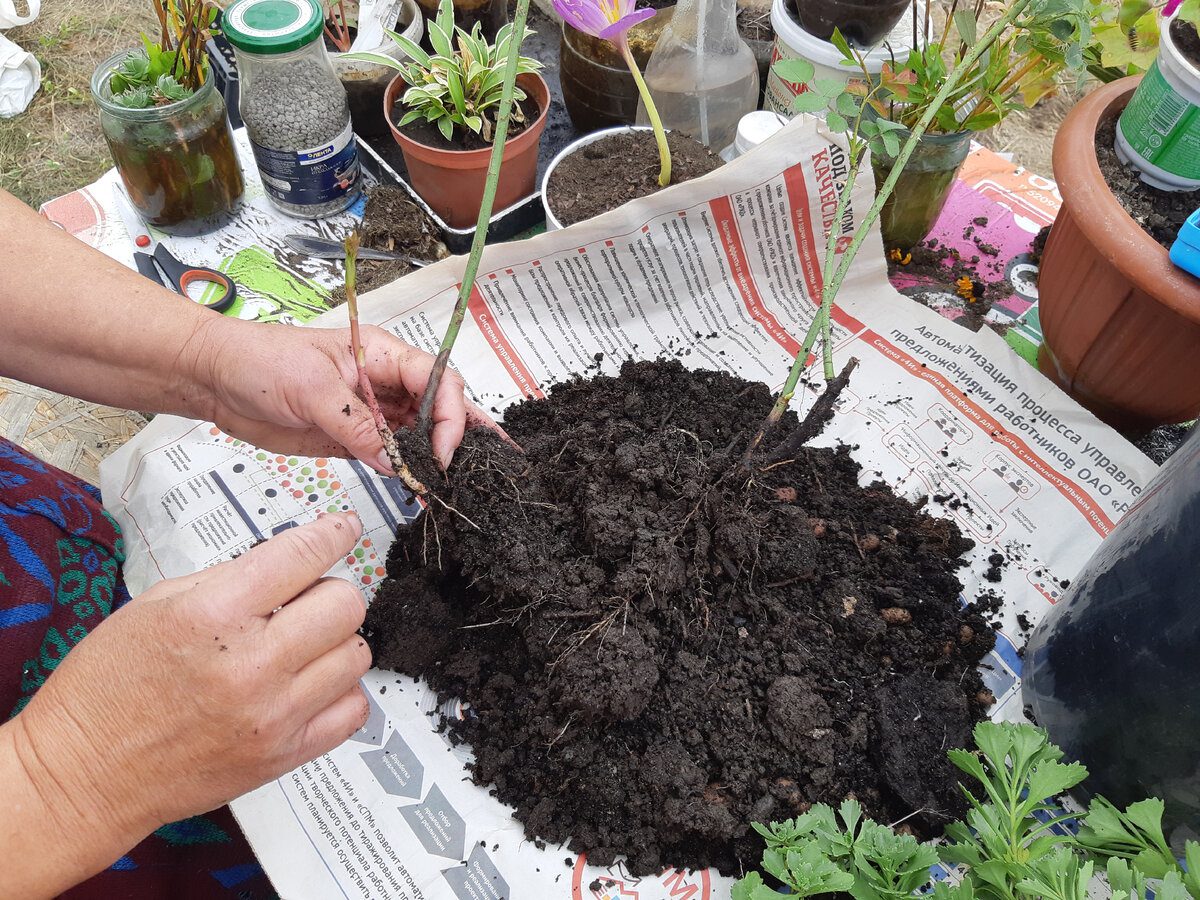 Експерти розповіли, яке добриво для ґрунту найкраще використовувати – ділянка буде пухкою