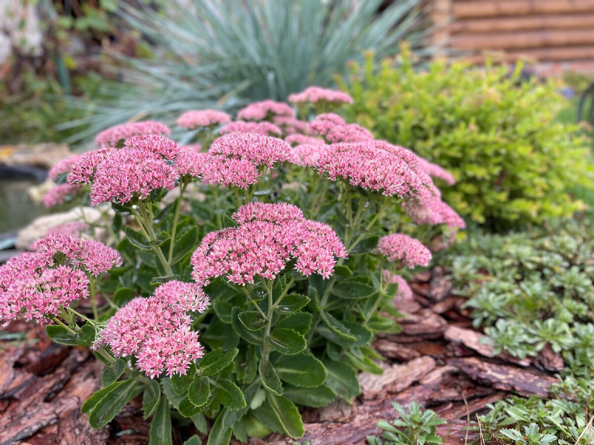 Садівники розповіли, які рослини можна посадити у жовтні для цвітіння навесні
