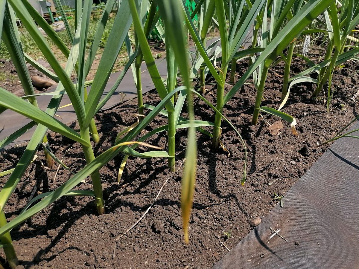 Експерти розповіли, як правильно висаджувати озиму цибулю восени для кращої врожайності