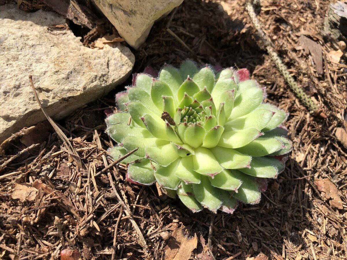 Садівники розповіли, які рослини можна посадити у жовтні для цвітіння навесні
