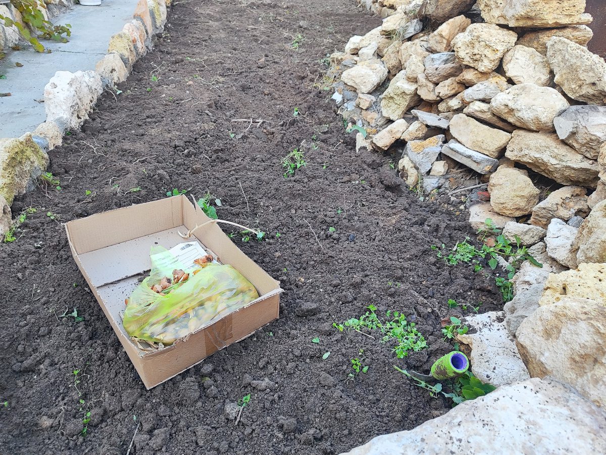 Експерти розповіли, яка користь курячих яєць під час вирощування рослин – додайте при посадці