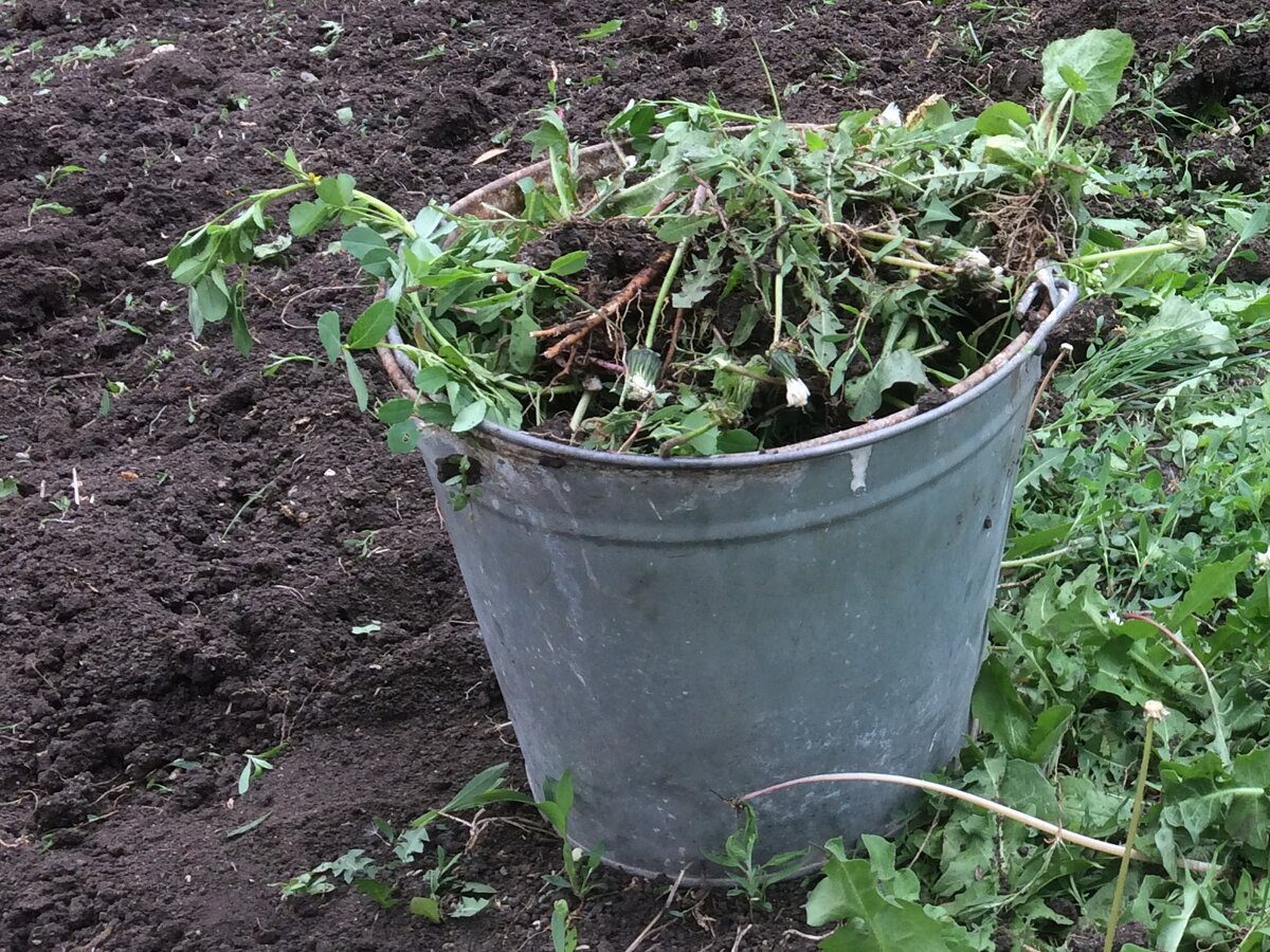 Експерти розповіли, як позбутись від шкідників на ділянці за допомогою простого засобу