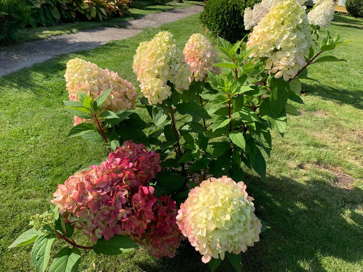 Садівники розповіли, як приготувати добриво з яблучних відходів для цвітіння гортензії