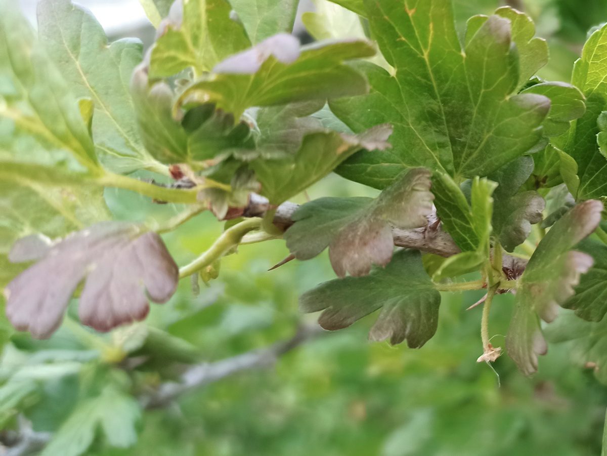 Садівники розповіли, як покращити смак ягід аґрусу на кущах – проста порада від експертів